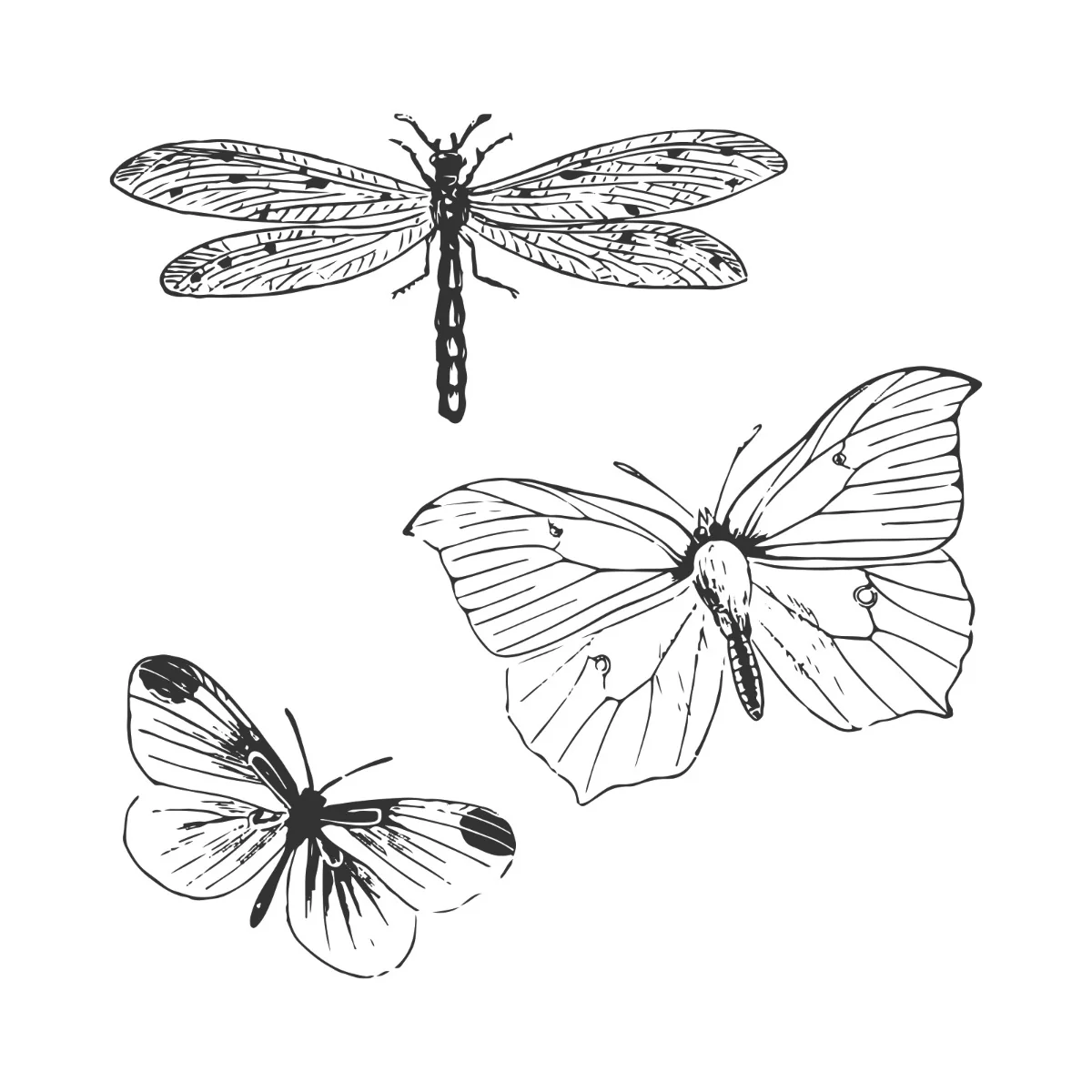 Sizzix Framelits Die Set 3pk w 3pk Stamps Engraved Wings by 49 and Market - Image 3
